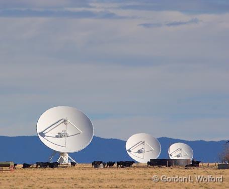 VLA & Cattle_73626.jpg - One of the 27 dish antennas that comprise the VLA, an awe-inspiring radio telescopeon the Plains of San Augustin about an hour west of Socorro, New Mexico.Very Large Array (VLA) Radio Telescope photographed near Magdalena, New Mexico, USA.